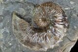 Hoploscaphites Ammonite Association - South Dakota #98736-2